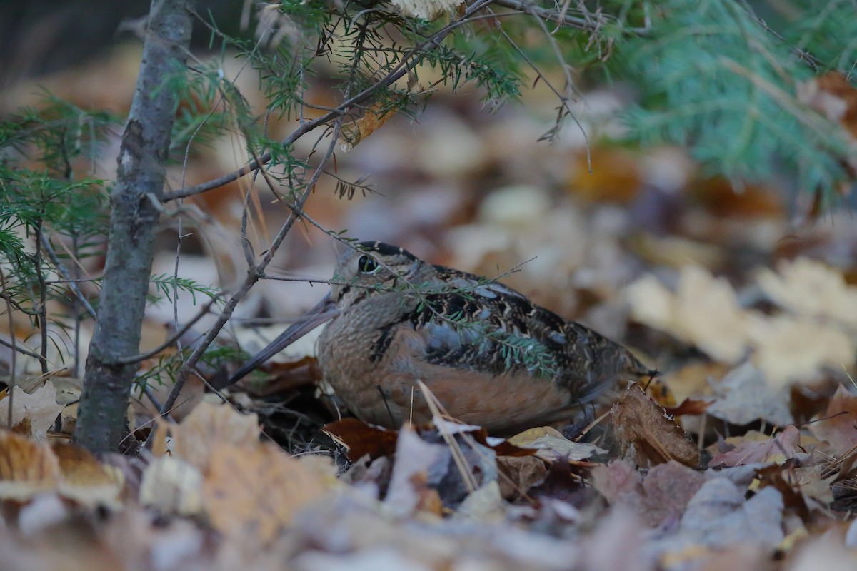 Chocha Americana - ML501349321