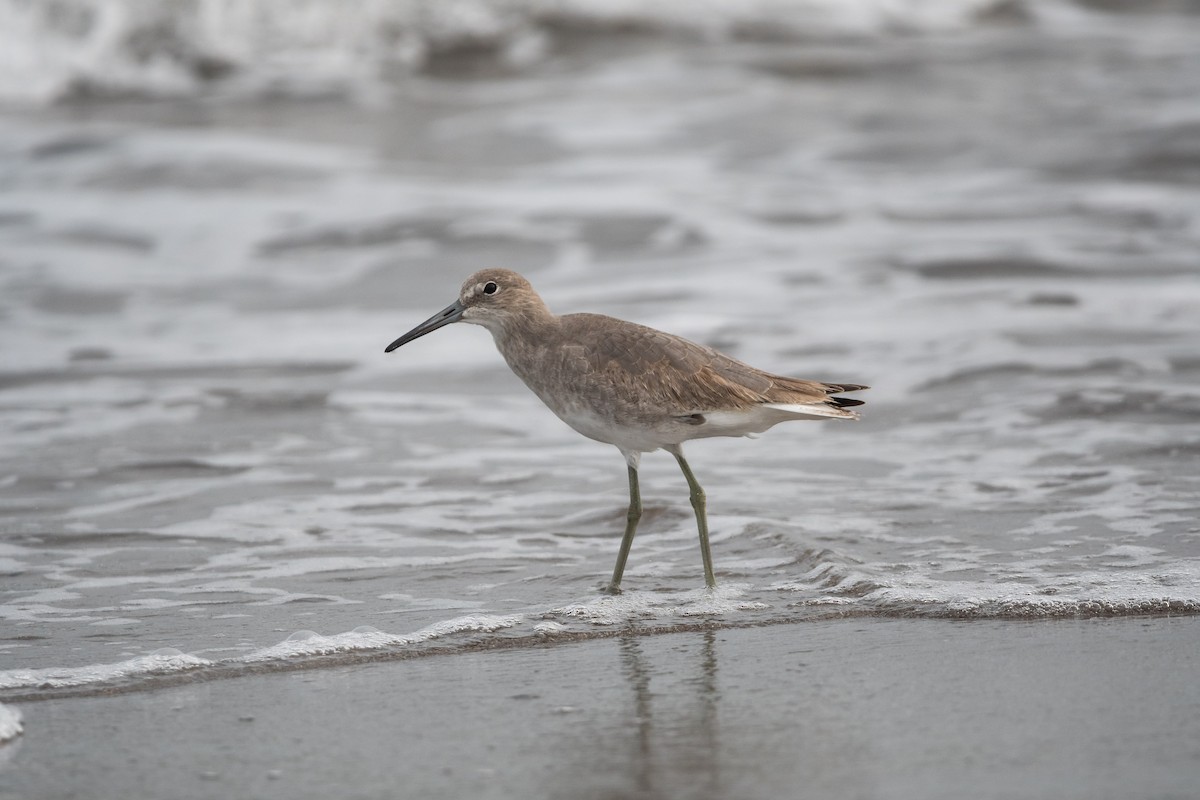 Willet - Ivani Martínez Paredes