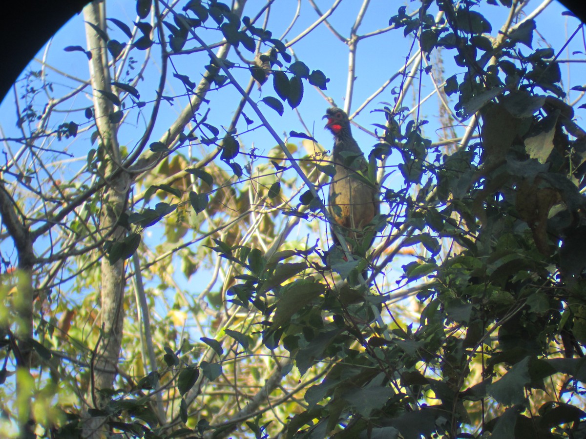 Rufous-bellied Chachalaca - ML501350321