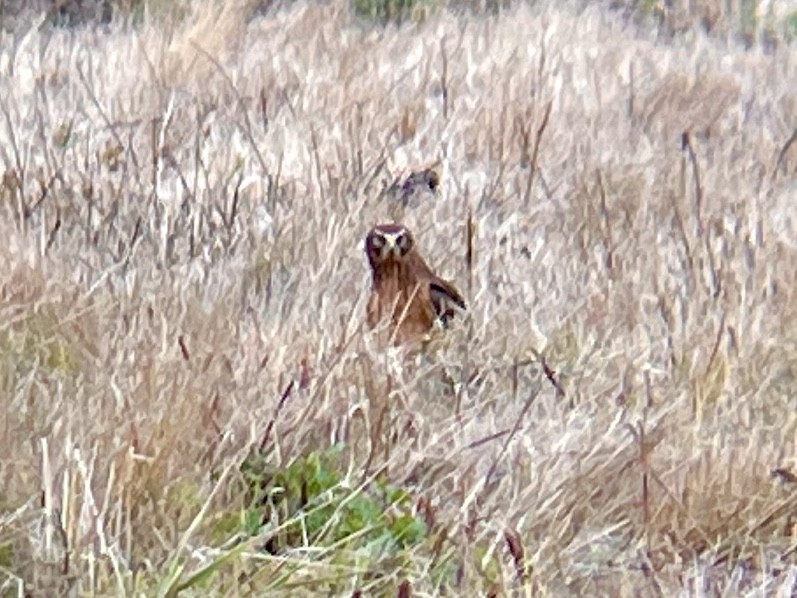 Northern Harrier - ML501351181