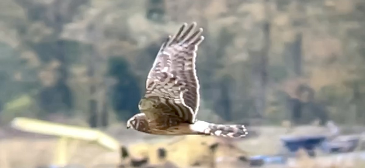 Northern Harrier - ML501351191