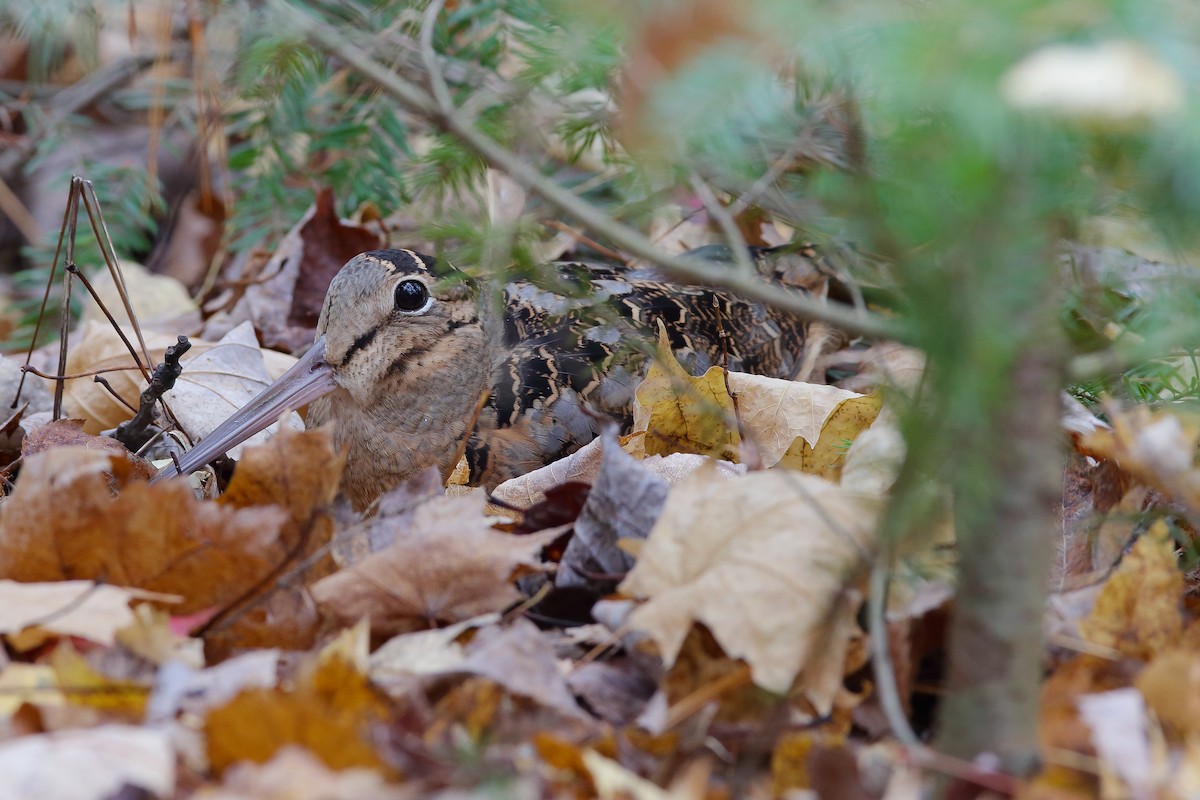 Chocha Americana - ML501351751