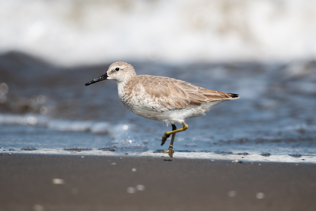 Red Knot - ML501351951