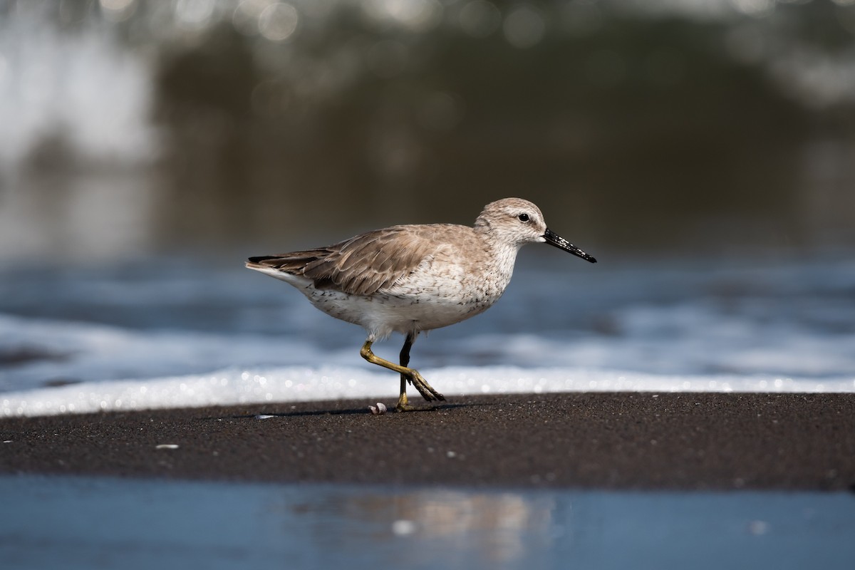 Red Knot - ML501351991