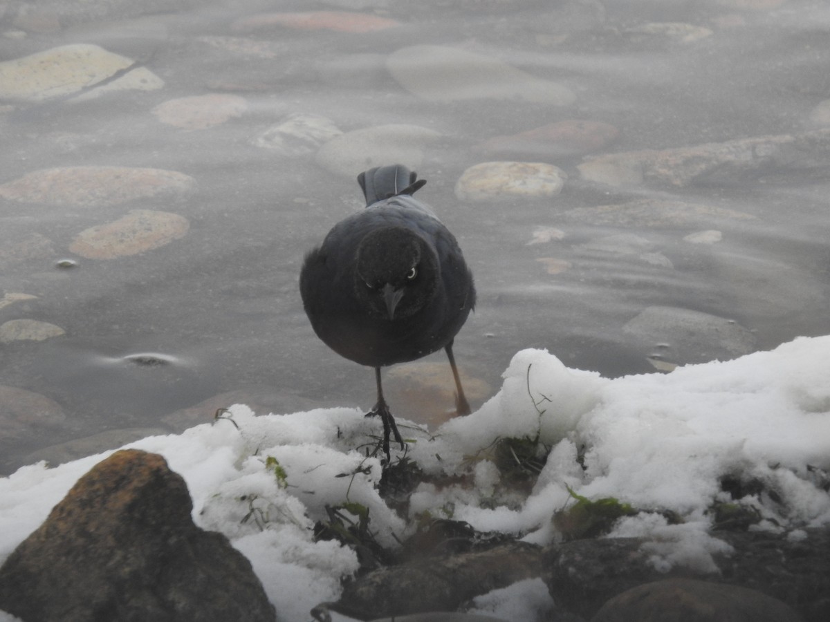 Brewer's Blackbird - Forrest Luke