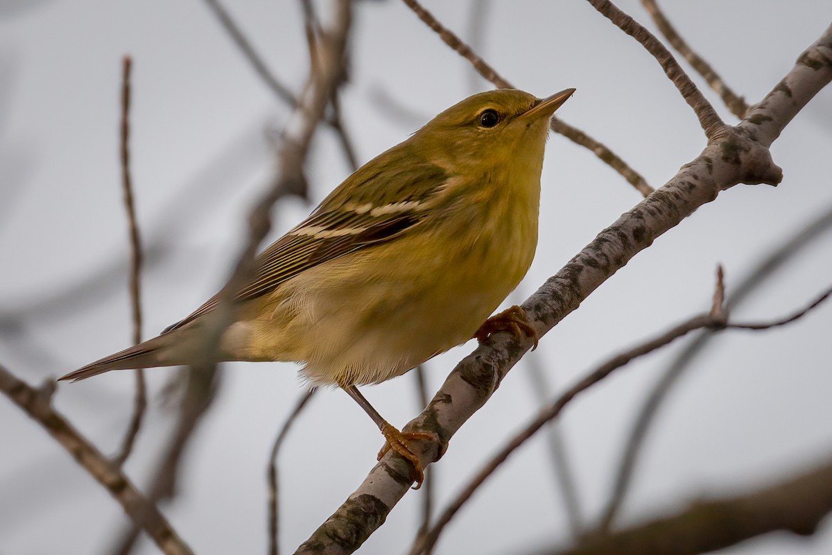 Blackpoll Warbler - ML501353411