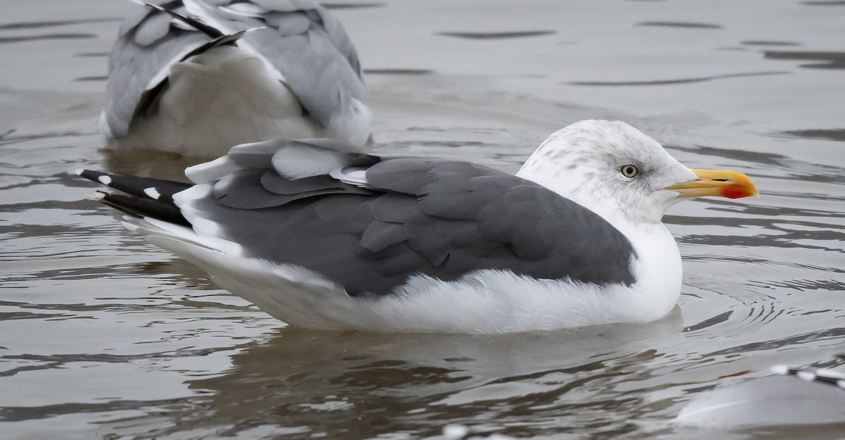 Lesser Black-backed Gull - ML501354311