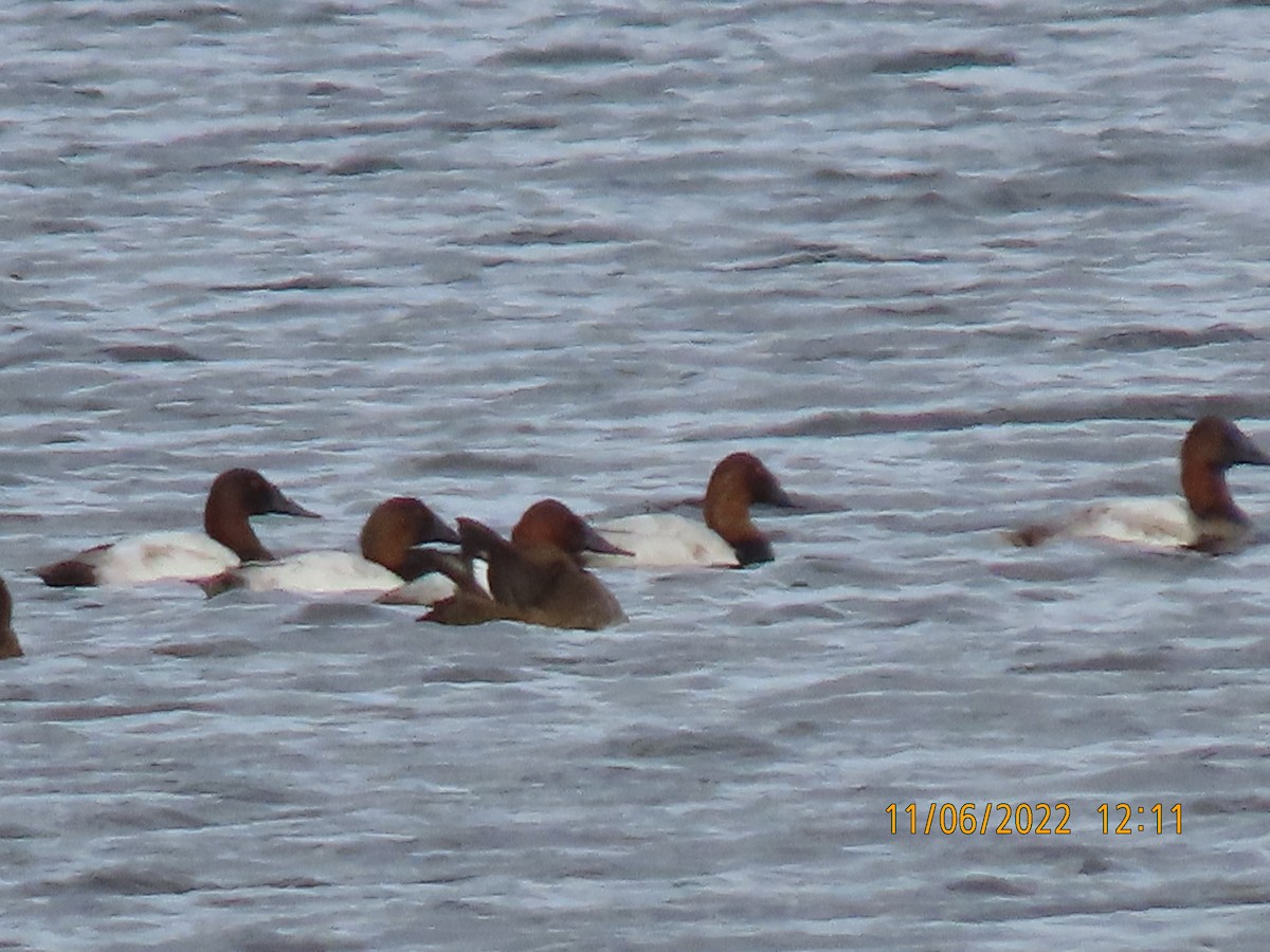 Canvasback - ML501354481