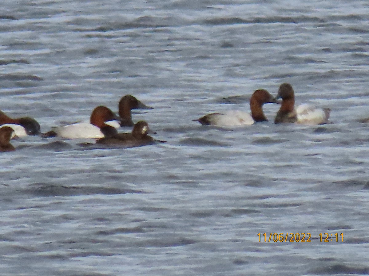 Canvasback - ML501354491