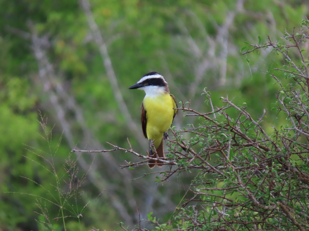 Great Kiskadee - ML501355071