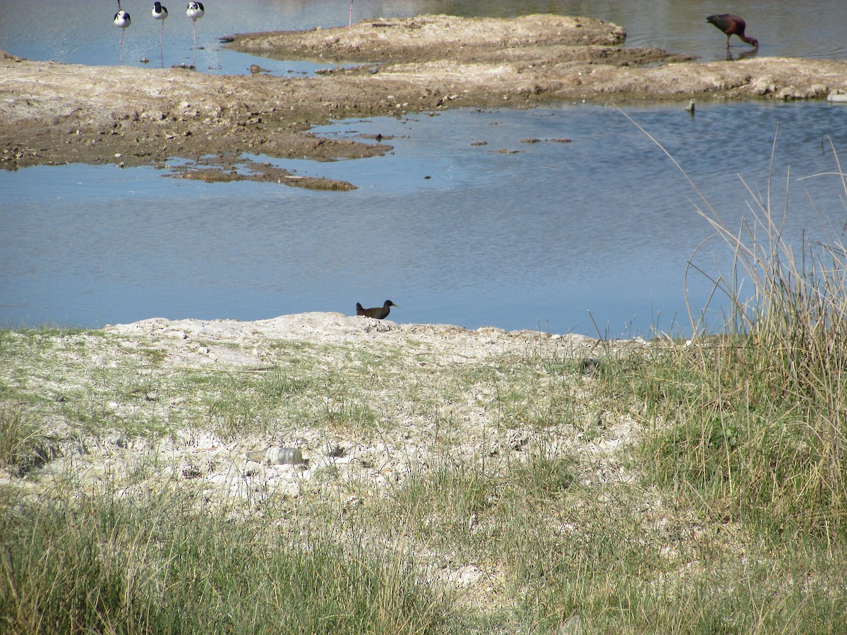 Plumbeous Rail - ML501355171