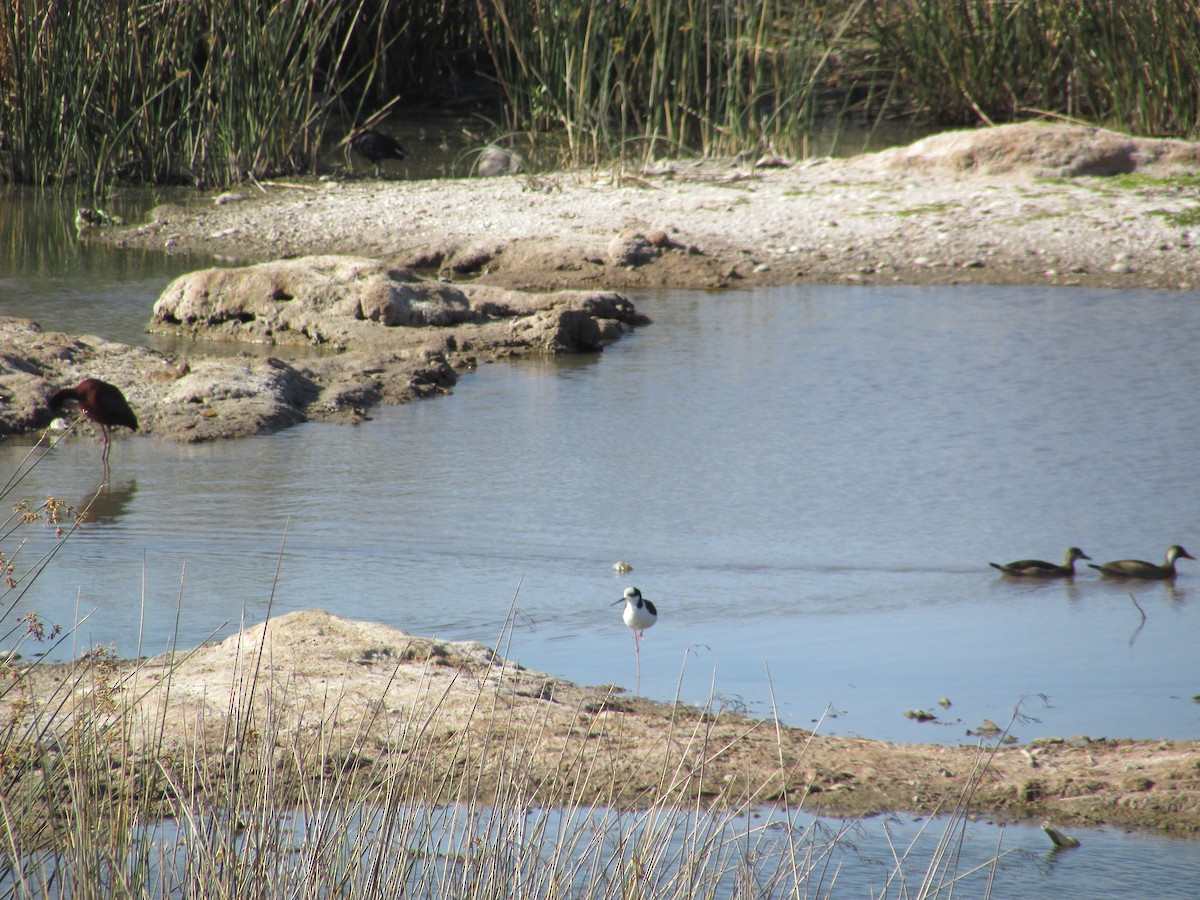 Black-necked Stilt - ML501355911