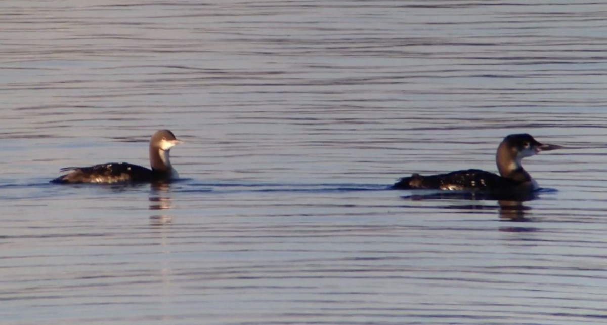 Pacific Loon - Mark McShane