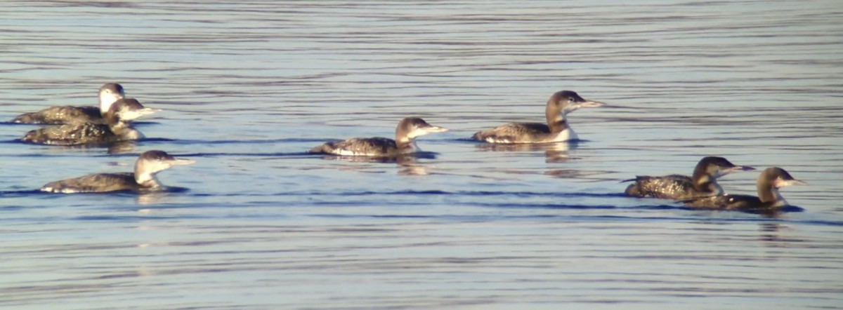 Pacific Loon - ML501356001