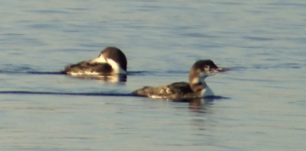 Pacific Loon - Mark McShane