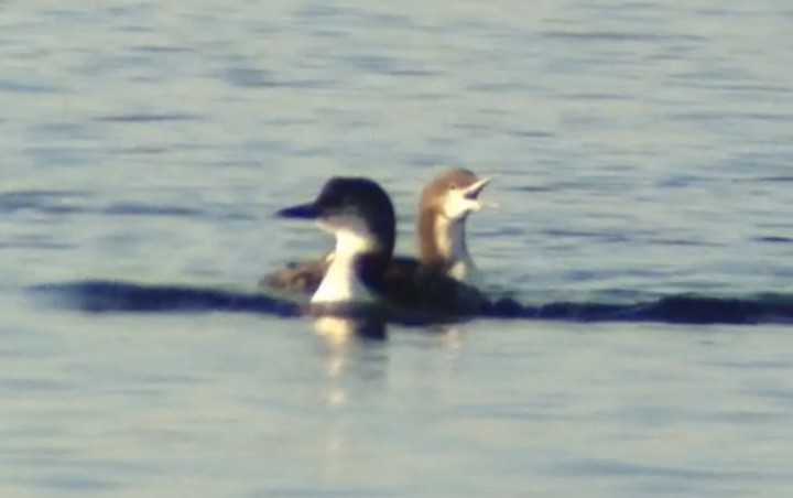 Pacific Loon - ML501356021