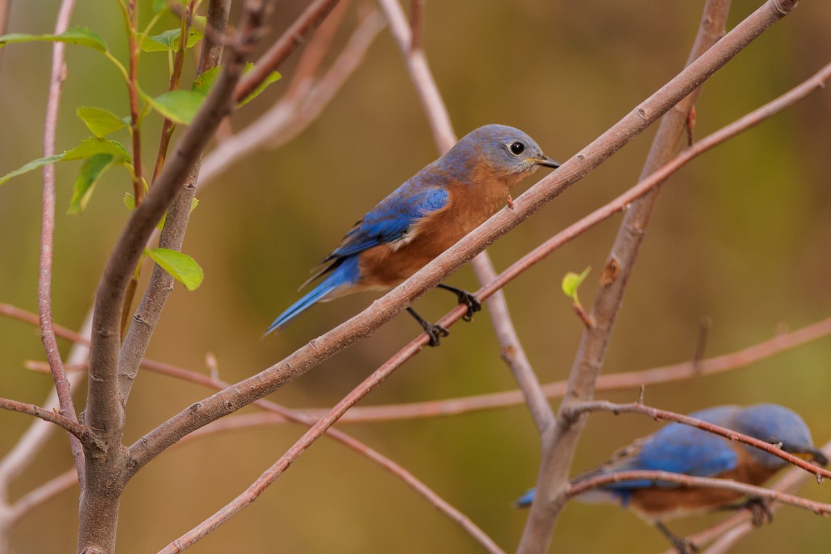 Eastern Bluebird - ML501356041