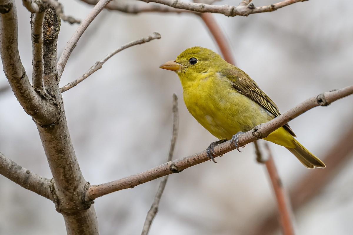 Scarlet Tanager - ML501357221