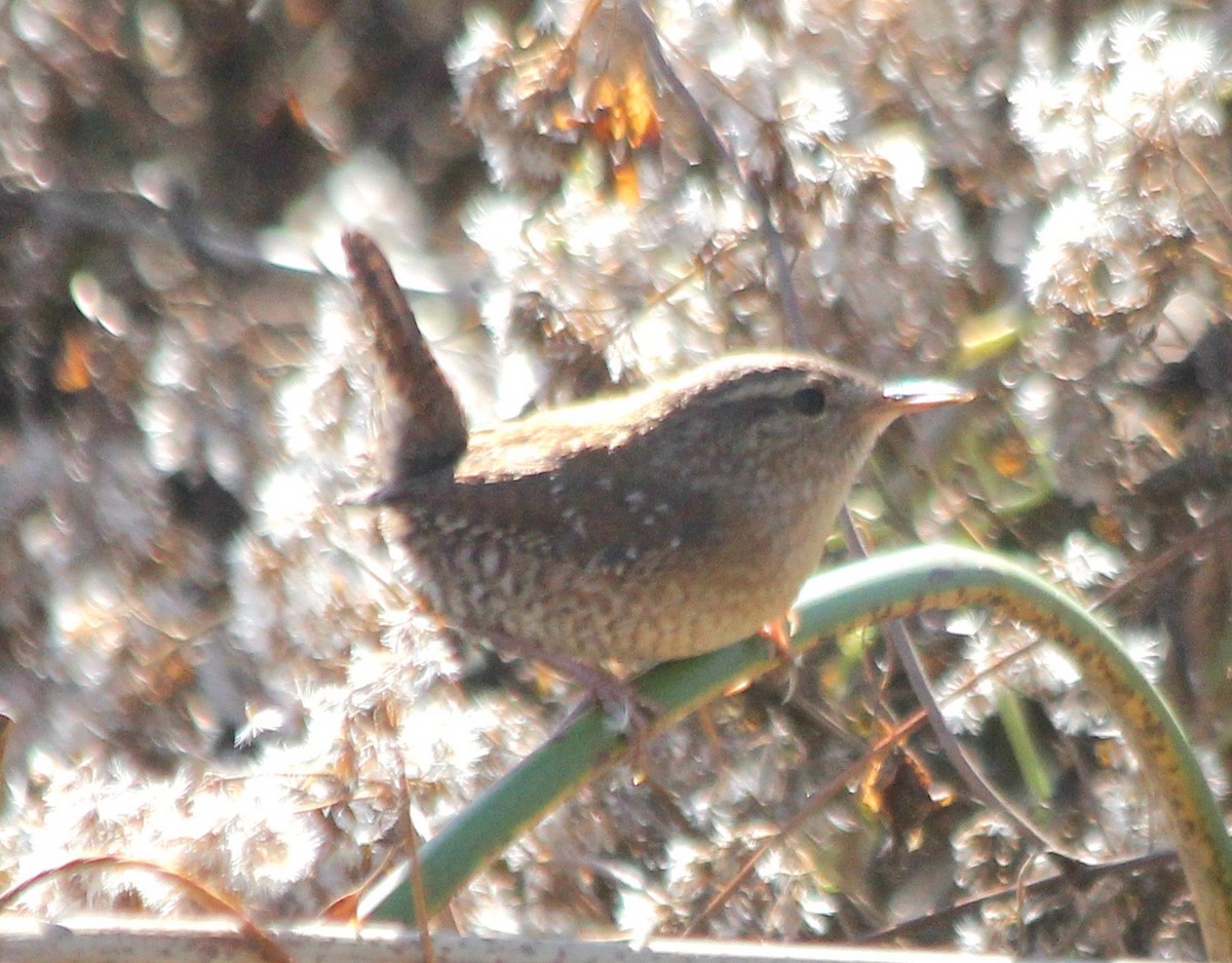 Winter Wren - David Brotherton, cc