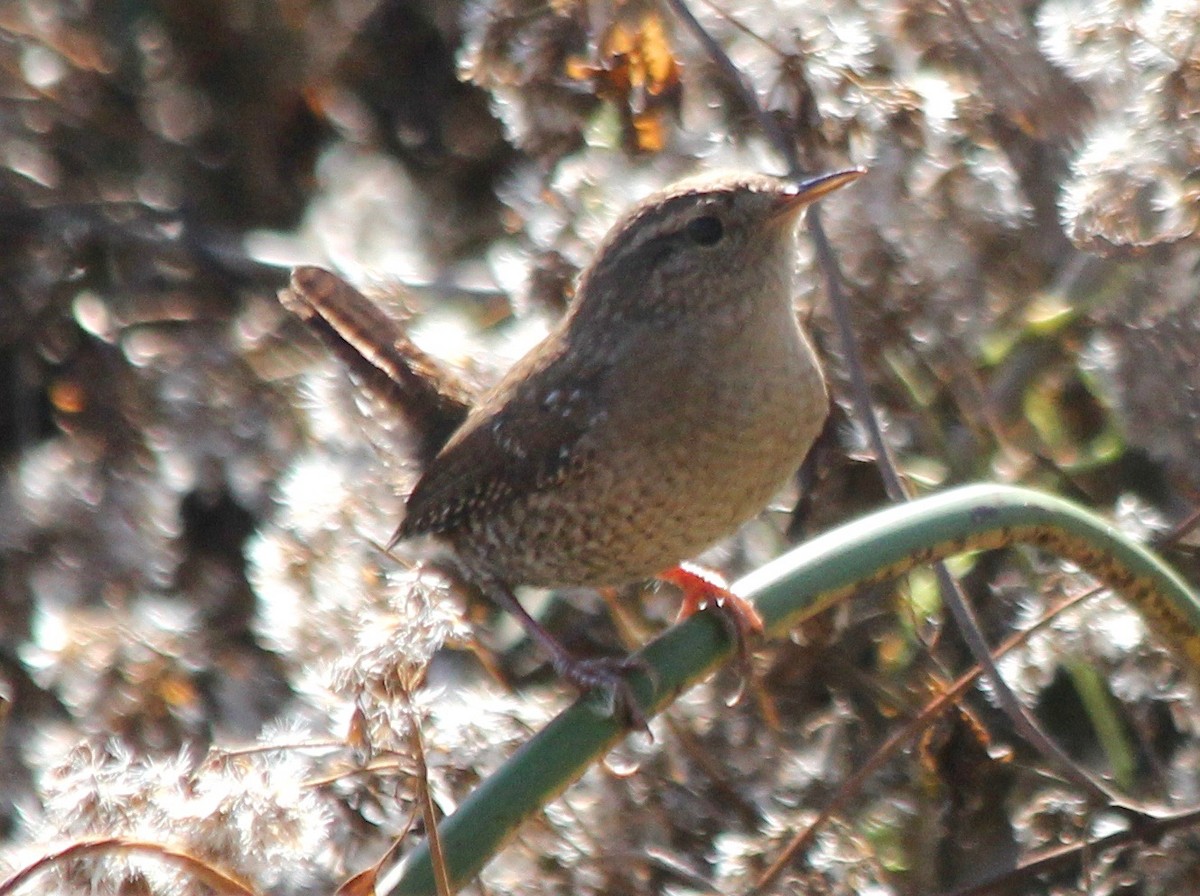 Winter Wren - ML501357361