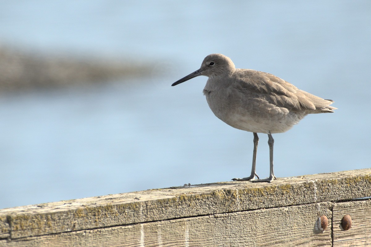 Willet - Ashwani Sharma