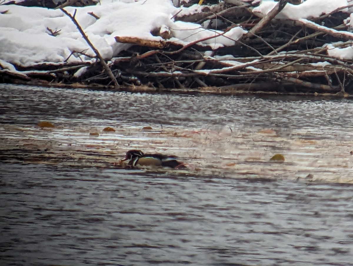 Wood Duck - ML501357551