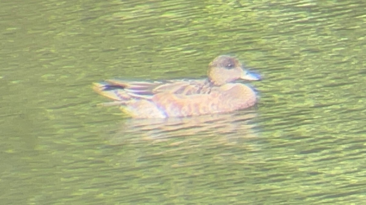 Eurasian Wigeon - Benjamin Shingles