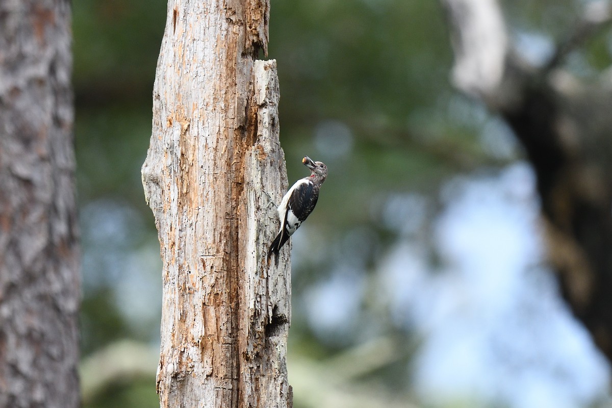 Red-headed Woodpecker - ML501358381