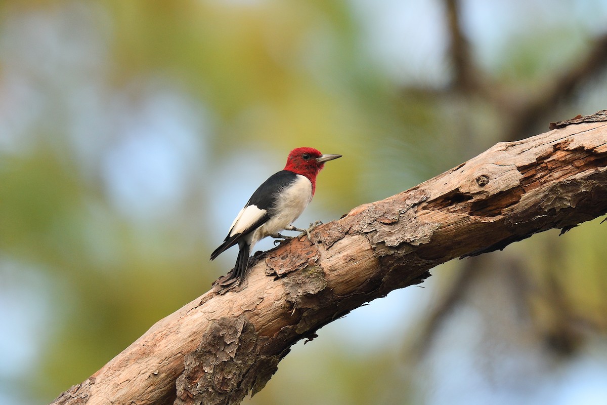 Red-headed Woodpecker - ML501358391