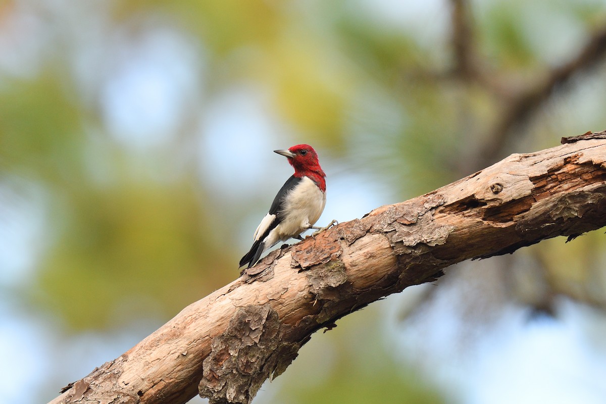 Red-headed Woodpecker - ML501358401