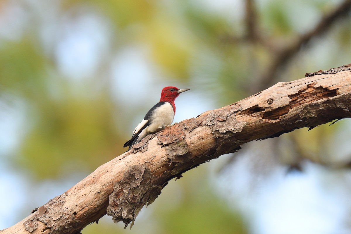 Red-headed Woodpecker - ML501358411