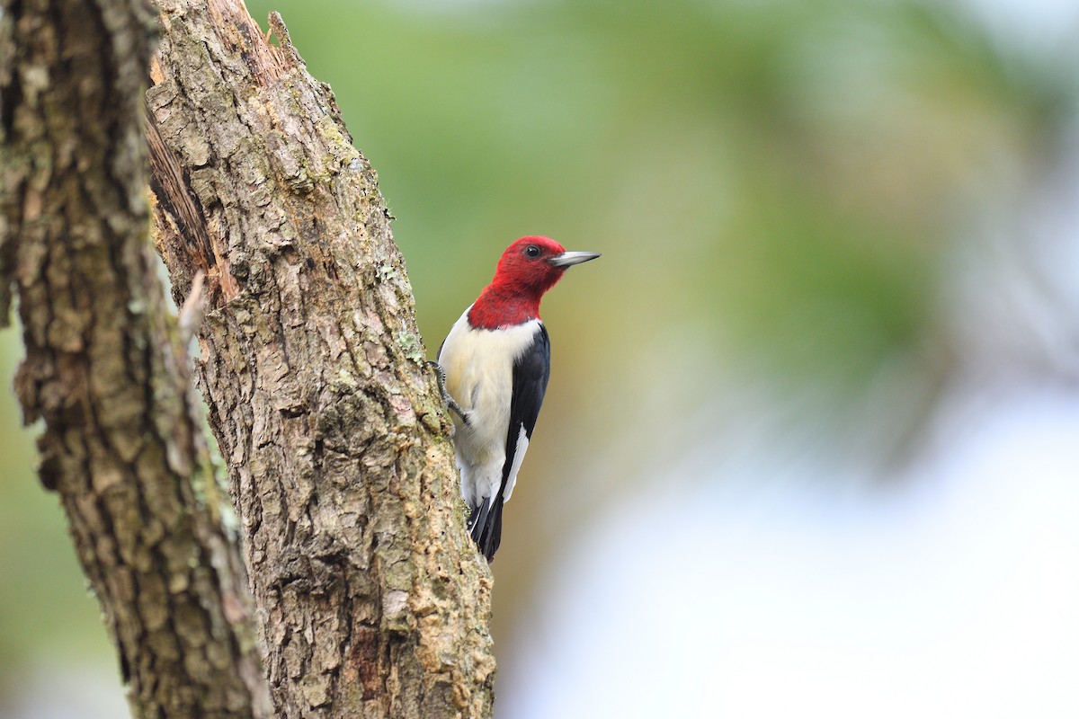 Red-headed Woodpecker - ML501358421