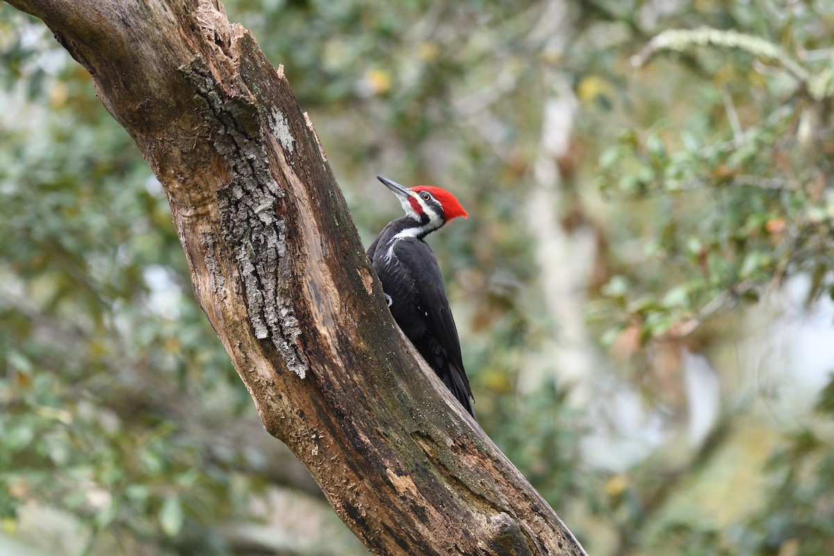 Pileated Woodpecker - ML501358521