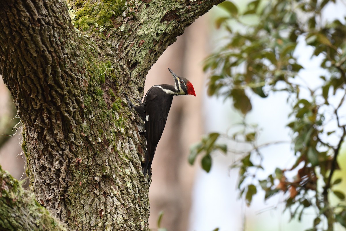 Pileated Woodpecker - ML501358551