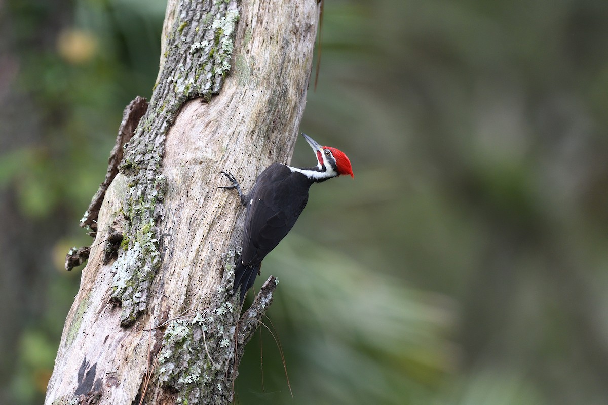 Pileated Woodpecker - ML501358571