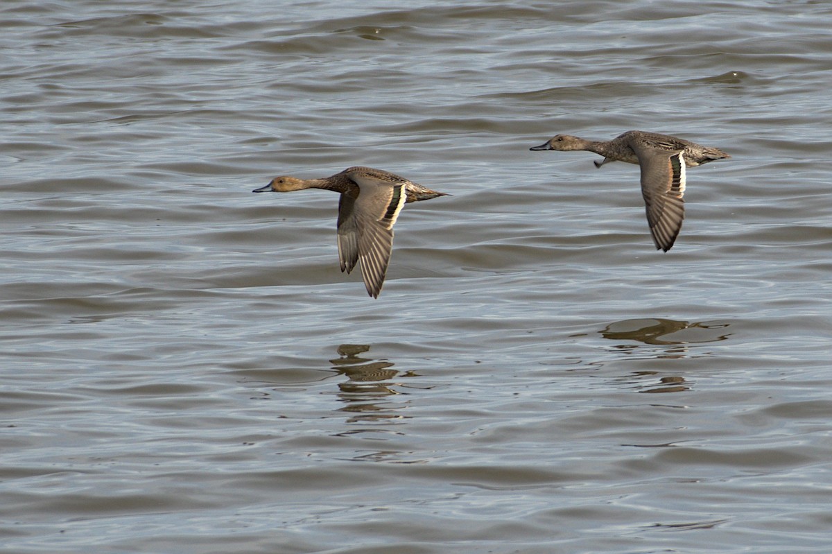 Northern Pintail - ML501358681