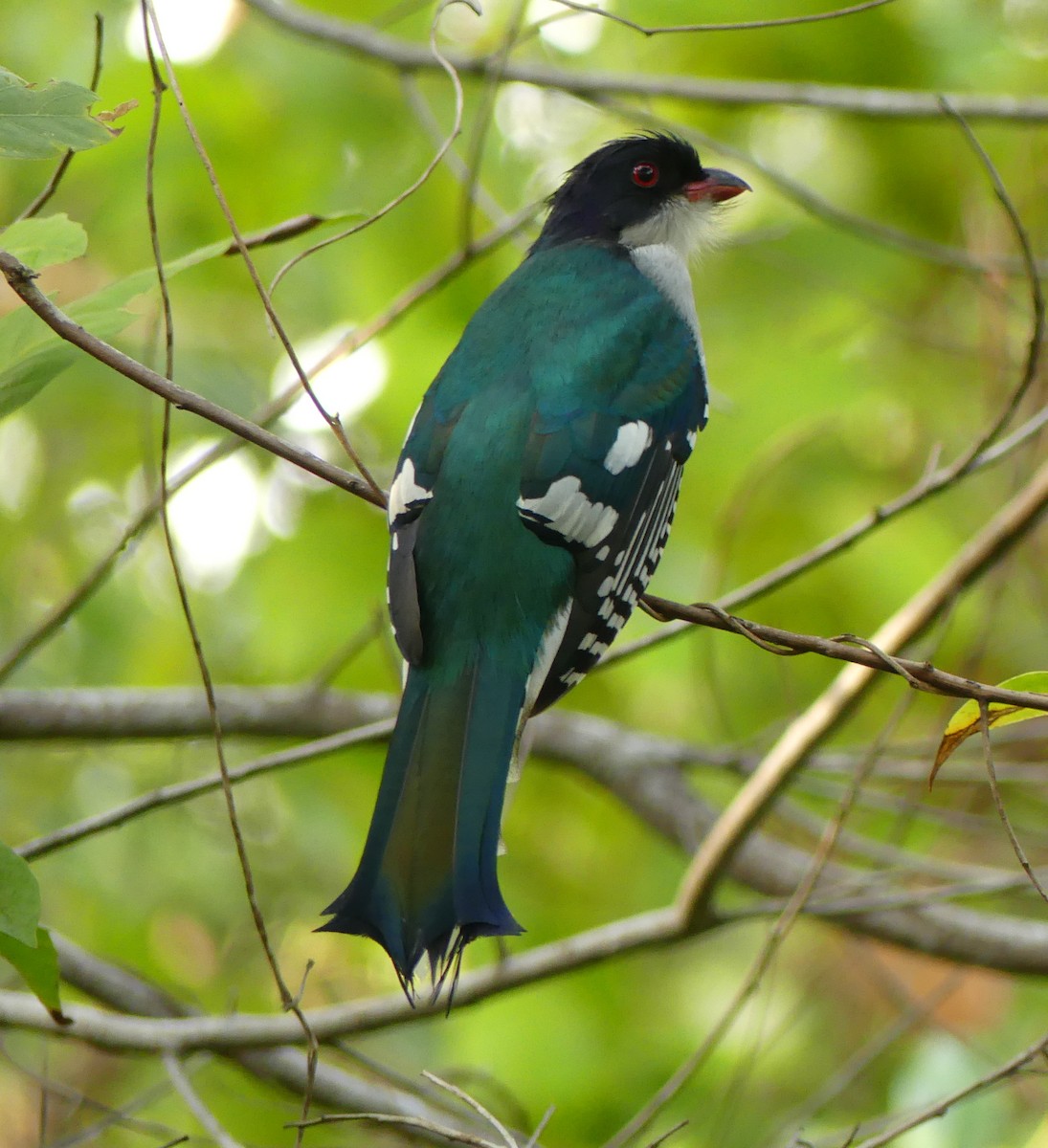 Cuban Trogon - ML50136031