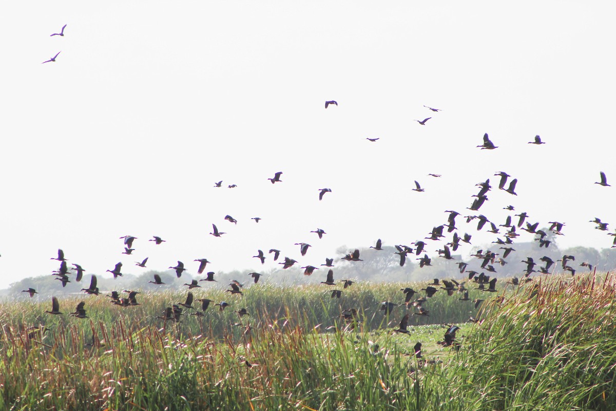 Black-bellied Whistling-Duck - ML501360531