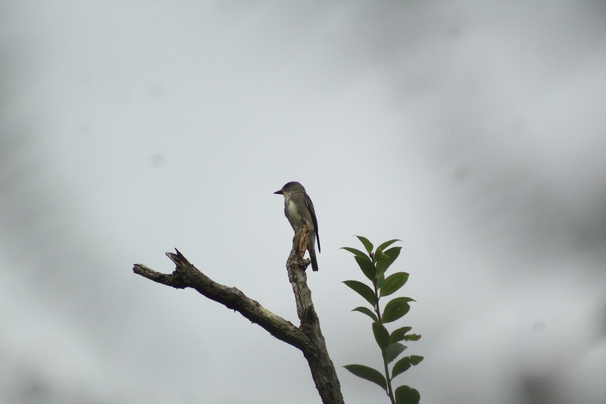 Olive-sided Flycatcher - ML501360551