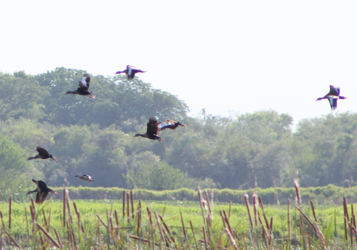 Black-bellied Whistling-Duck - ML501360711