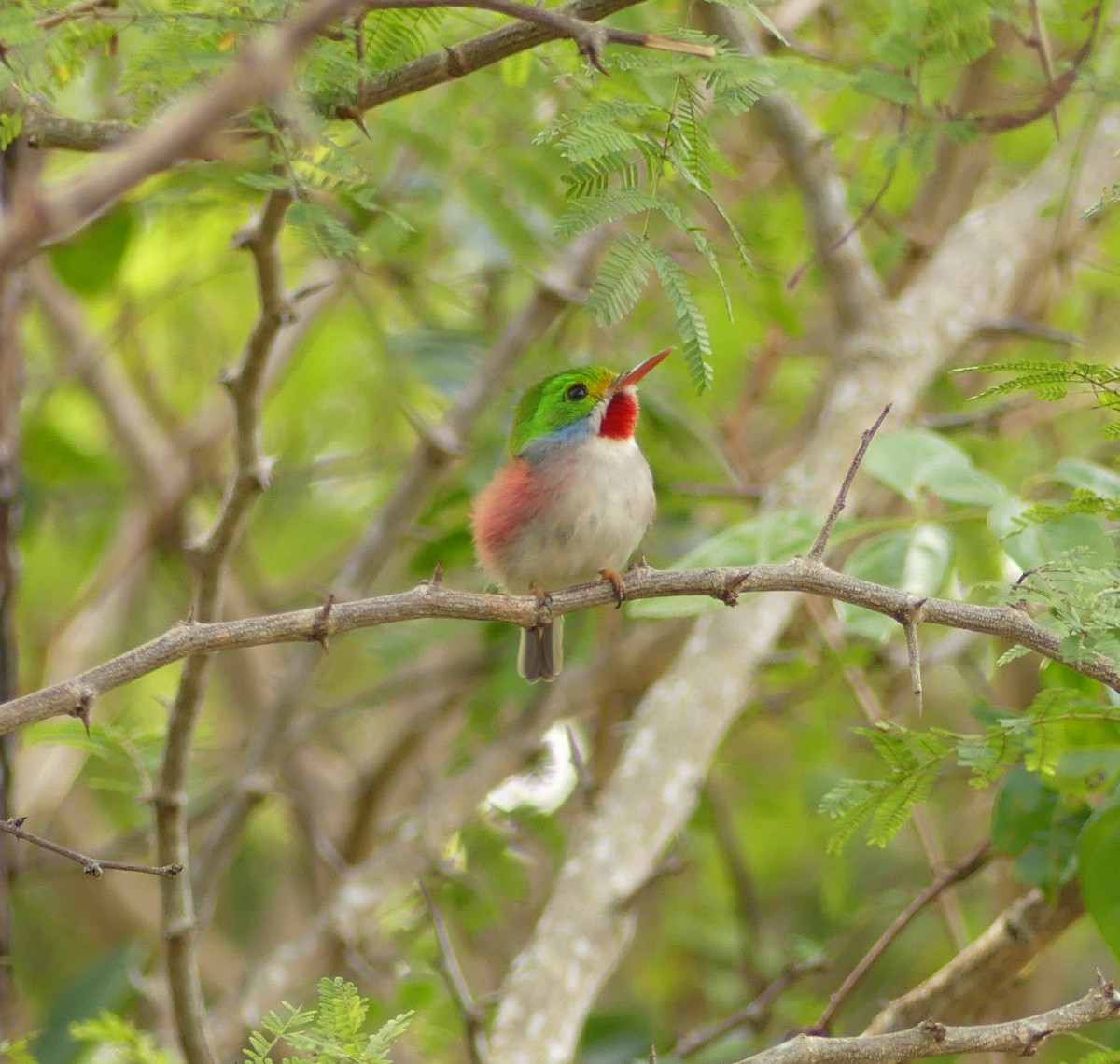 Cuban Tody - ML50136081