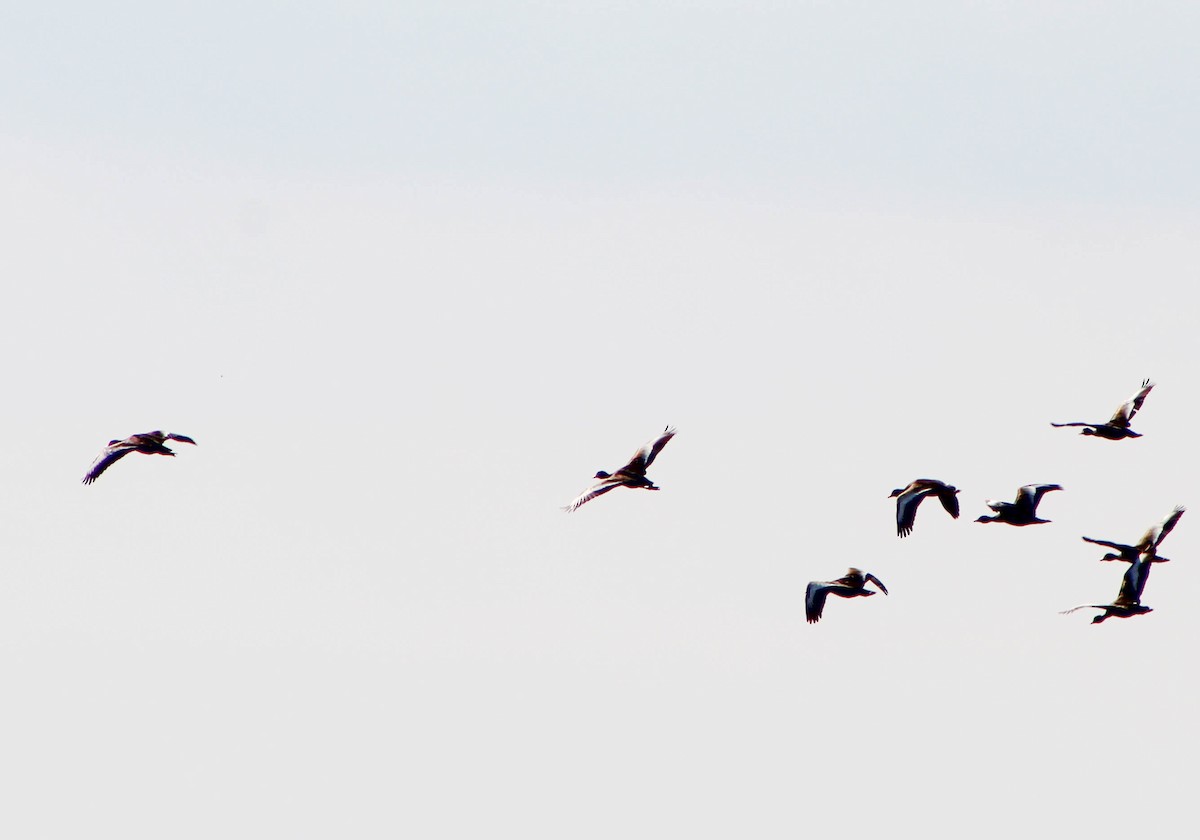 Black-bellied Whistling-Duck - Noe Got