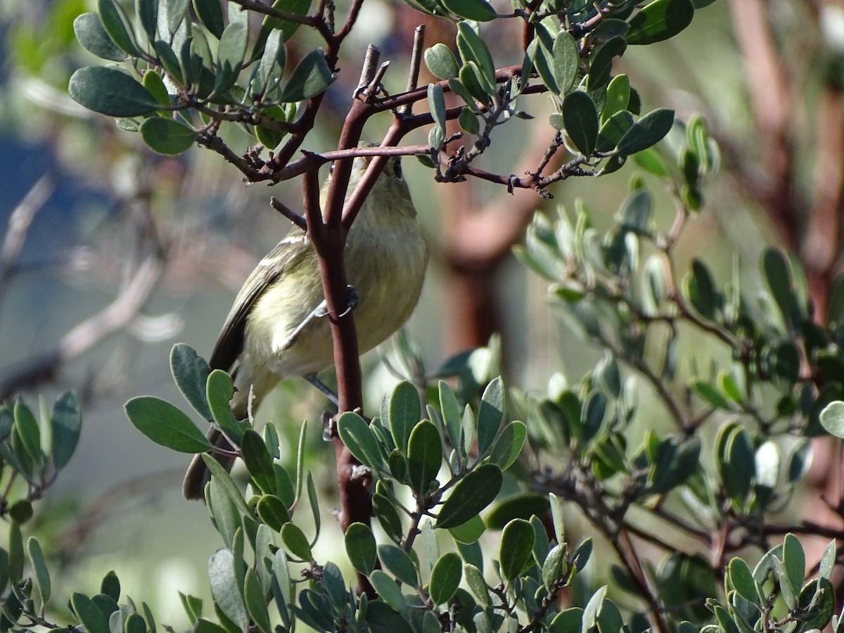 Hutton's Vireo - Adam Roberts