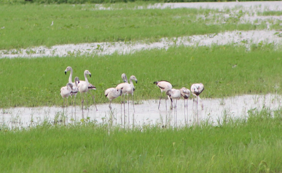 Chilean Flamingo - Noe Got