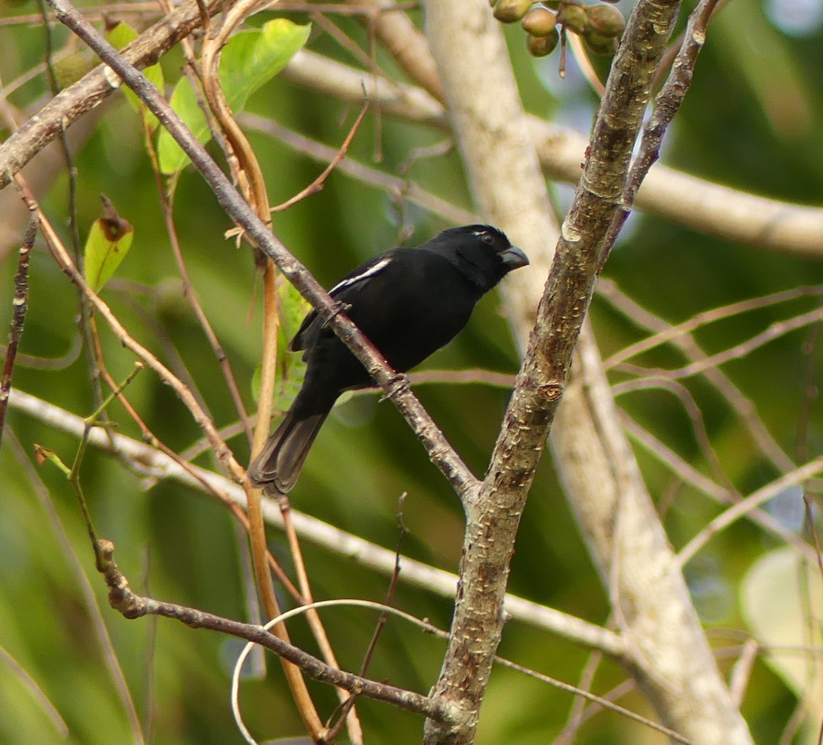 Cuban Bullfinch - Shelia Hargis