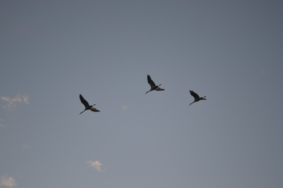 Sandhill Crane - ML501364431