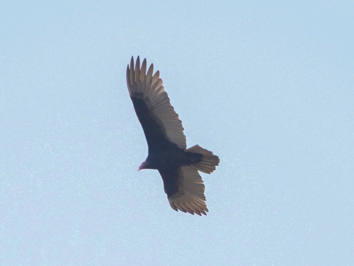 Turkey Vulture - Roger Horn