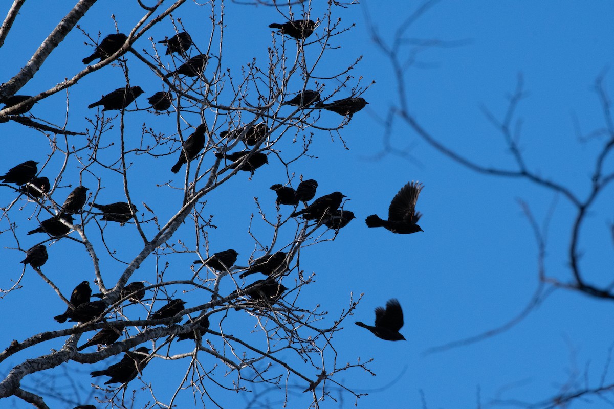 Red-winged Blackbird - ML501366101