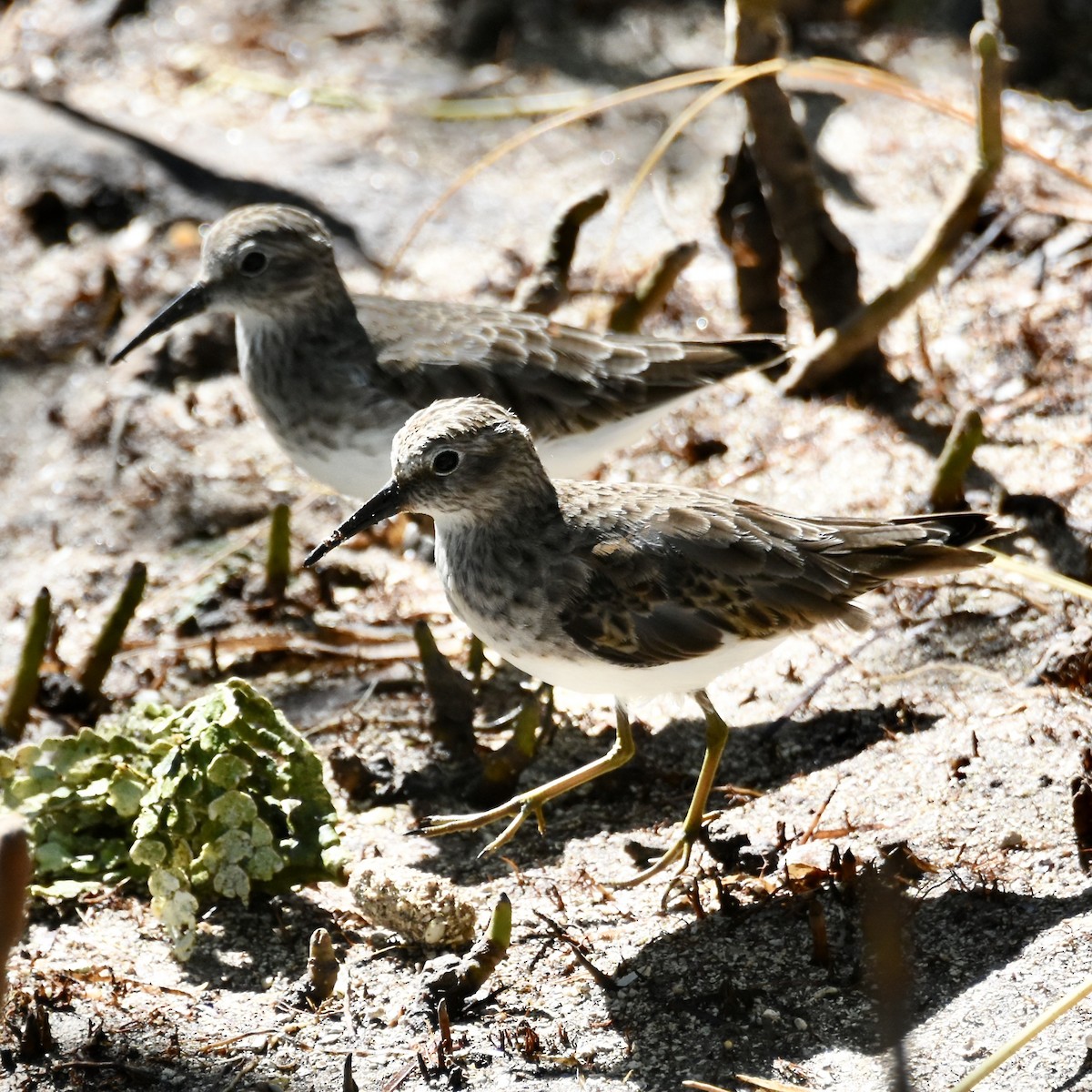 Least Sandpiper - ML501366361