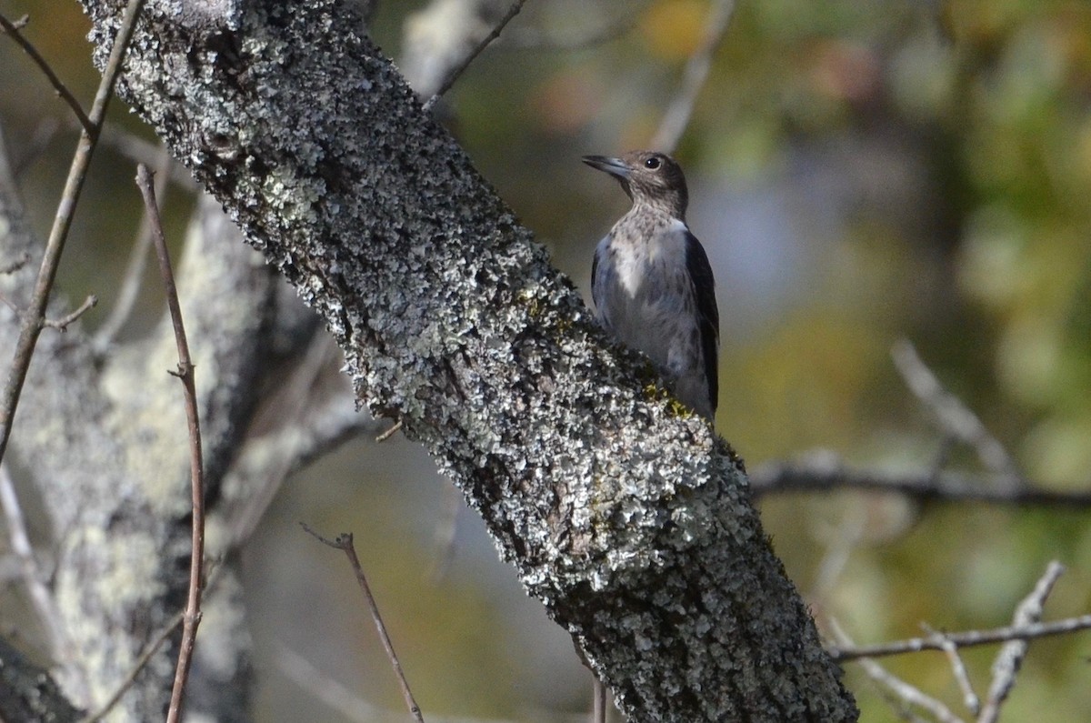 Red-headed Woodpecker - ML501367061